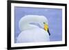 Whooper Swan (Cygnus Cygnus) in Snowfall. Martin Mere Wetlands Trust, Lancashire,Uk-Ben Hall-Framed Photographic Print