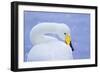 Whooper Swan (Cygnus Cygnus) in Snowfall. Martin Mere Wetlands Trust, Lancashire,Uk-Ben Hall-Framed Photographic Print