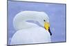 Whooper Swan (Cygnus Cygnus) in Snowfall. Martin Mere Wetlands Trust, Lancashire,Uk-Ben Hall-Mounted Photographic Print