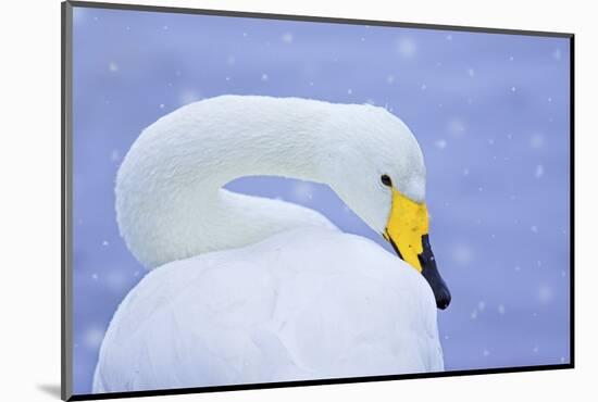 Whooper Swan (Cygnus Cygnus) in Snowfall. Martin Mere Wetlands Trust, Lancashire,Uk-Ben Hall-Mounted Photographic Print