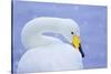 Whooper Swan (Cygnus Cygnus) in Snowfall. Martin Mere Wetlands Trust, Lancashire,Uk-Ben Hall-Stretched Canvas