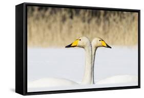 Whooper Swan (Cygnus Cygnus) Male And Female Facing In Opposite Directions, Central Finland, April-Jussi Murtosaari-Framed Stretched Canvas