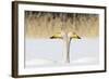 Whooper Swan (Cygnus Cygnus) Male And Female Facing In Opposite Directions, Central Finland, April-Jussi Murtosaari-Framed Photographic Print