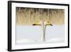 Whooper Swan (Cygnus Cygnus) Male And Female Facing In Opposite Directions, Central Finland, April-Jussi Murtosaari-Framed Photographic Print