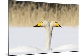 Whooper Swan (Cygnus Cygnus) Male And Female Facing In Opposite Directions, Central Finland, April-Jussi Murtosaari-Mounted Photographic Print