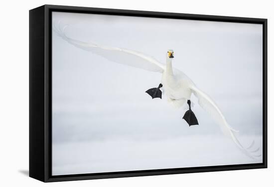Whooper Swan (Cygnus Cygnus) Mid Flight over the Frozen Lake, Kussharo, Hokkaido, Japan-Wim van den Heever-Framed Stretched Canvas