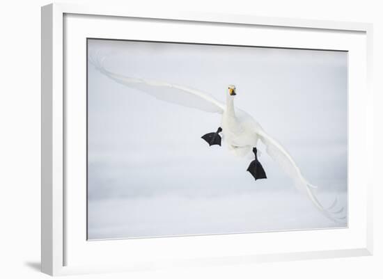 Whooper Swan (Cygnus Cygnus) Mid Flight over the Frozen Lake, Kussharo, Hokkaido, Japan-Wim van den Heever-Framed Photographic Print