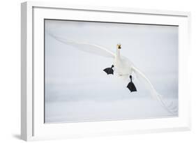 Whooper Swan (Cygnus Cygnus) Mid Flight over the Frozen Lake, Kussharo, Hokkaido, Japan-Wim van den Heever-Framed Photographic Print