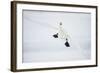 Whooper Swan (Cygnus Cygnus) Mid Flight over the Frozen Lake, Kussharo, Hokkaido, Japan-Wim van den Heever-Framed Photographic Print