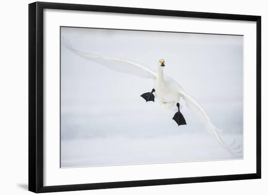 Whooper Swan (Cygnus Cygnus) Mid Flight over the Frozen Lake, Kussharo, Hokkaido, Japan-Wim van den Heever-Framed Photographic Print