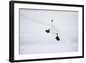 Whooper Swan (Cygnus Cygnus) Mid Flight over the Frozen Lake, Kussharo, Hokkaido, Japan-Wim van den Heever-Framed Photographic Print