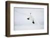 Whooper Swan (Cygnus Cygnus) Mid Flight over the Frozen Lake, Kussharo, Hokkaido, Japan-Wim van den Heever-Framed Photographic Print