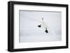 Whooper Swan (Cygnus Cygnus) Mid Flight over the Frozen Lake, Kussharo, Hokkaido, Japan-Wim van den Heever-Framed Photographic Print