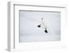 Whooper Swan (Cygnus Cygnus) Mid Flight over the Frozen Lake, Kussharo, Hokkaido, Japan-Wim van den Heever-Framed Photographic Print