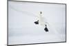 Whooper Swan (Cygnus Cygnus) Mid Flight over the Frozen Lake, Kussharo, Hokkaido, Japan-Wim van den Heever-Mounted Photographic Print