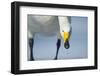 Whooper Swan (Cygnus Cygnus) Portrait, on Frozen Lake Kussharo, Hokkaido Japan, February-Wim van den Heever-Framed Photographic Print