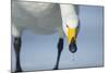 Whooper Swan (Cygnus Cygnus) Portrait, on Frozen Lake Kussharo, Hokkaido Japan, February-Wim van den Heever-Mounted Photographic Print