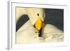 Whooper Swan (Cygnus Cygnus) Preening, Caerlaverock Wwt, Scotland, Solway, UK, January-Danny Green-Framed Photographic Print