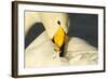 Whooper Swan (Cygnus Cygnus) Preening, Caerlaverock Wwt, Scotland, Solway, UK, January-Danny Green-Framed Photographic Print