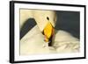 Whooper Swan (Cygnus Cygnus) Preening, Caerlaverock Wwt, Scotland, Solway, UK, January-Danny Green-Framed Photographic Print