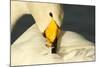 Whooper Swan (Cygnus Cygnus) Preening, Caerlaverock Wwt, Scotland, Solway, UK, January-Danny Green-Mounted Photographic Print