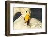 Whooper Swan (Cygnus Cygnus) Preening, Caerlaverock Wwt, Scotland, Solway, UK, January-Danny Green-Framed Photographic Print