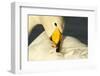 Whooper Swan (Cygnus Cygnus) Preening, Caerlaverock Wwt, Scotland, Solway, UK, January-Danny Green-Framed Photographic Print