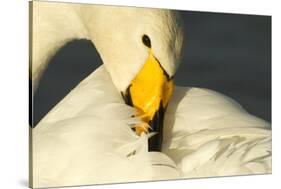 Whooper Swan (Cygnus Cygnus) Preening, Caerlaverock Wwt, Scotland, Solway, UK, January-Danny Green-Stretched Canvas