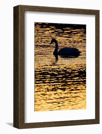 Whooper Swan (Cygnus Cygnus) Silhouette at Sunrise, Loch Insh, Cairngorms Np, Kincraig, Scotland-Peter Cairns-Framed Photographic Print