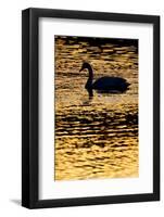 Whooper Swan (Cygnus Cygnus) Silhouette at Sunrise, Loch Insh, Cairngorms Np, Kincraig, Scotland-Peter Cairns-Framed Photographic Print