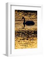 Whooper Swan (Cygnus Cygnus) Silhouette at Sunrise, Loch Insh, Cairngorms Np, Kincraig, Scotland-Peter Cairns-Framed Photographic Print