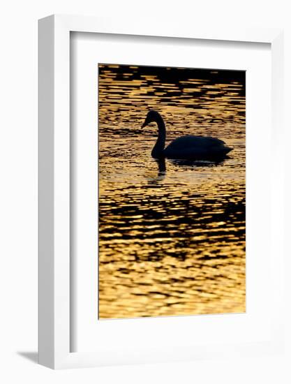 Whooper Swan (Cygnus Cygnus) Silhouette at Sunrise, Loch Insh, Cairngorms Np, Kincraig, Scotland-Peter Cairns-Framed Photographic Print