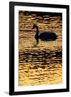 Whooper Swan (Cygnus Cygnus) Silhouette at Sunrise, Loch Insh, Cairngorms Np, Kincraig, Scotland-Peter Cairns-Framed Photographic Print