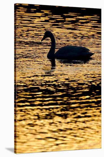 Whooper Swan (Cygnus Cygnus) Silhouette at Sunrise, Loch Insh, Cairngorms Np, Kincraig, Scotland-Peter Cairns-Stretched Canvas