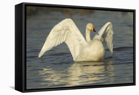 Whooper Swan (Cygnus Cygnus) Stretching its Wings. Caerlaverock Wwt, Scotland, Solway, UK, January-Danny Green-Framed Stretched Canvas