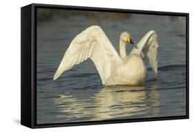 Whooper Swan (Cygnus Cygnus) Stretching its Wings. Caerlaverock Wwt, Scotland, Solway, UK, January-Danny Green-Framed Stretched Canvas