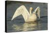 Whooper Swan (Cygnus Cygnus) Stretching its Wings. Caerlaverock Wwt, Scotland, Solway, UK, January-Danny Green-Stretched Canvas