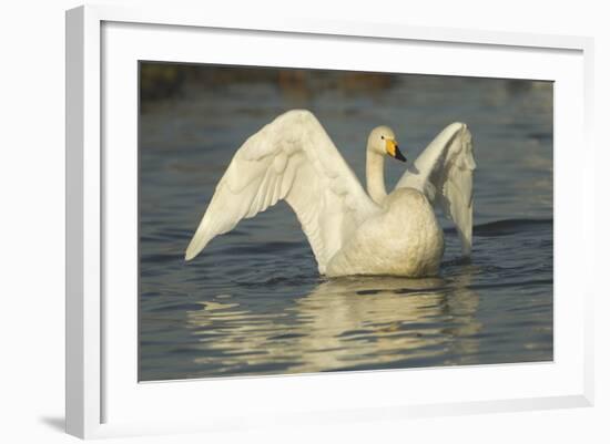 Whooper Swan (Cygnus Cygnus) Stretching its Wings. Caerlaverock Wwt, Scotland, Solway, UK, January-Danny Green-Framed Photographic Print