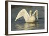 Whooper Swan (Cygnus Cygnus) Stretching its Wings. Caerlaverock Wwt, Scotland, Solway, UK, January-Danny Green-Framed Photographic Print