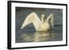 Whooper Swan (Cygnus Cygnus) Stretching its Wings. Caerlaverock Wwt, Scotland, Solway, UK, January-Danny Green-Framed Photographic Print