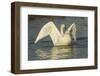 Whooper Swan (Cygnus Cygnus) Stretching its Wings. Caerlaverock Wwt, Scotland, Solway, UK, January-Danny Green-Framed Photographic Print