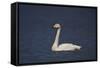 Whooper Swan (Cygnus Cygnus) Swimming, Iceland, Polar Regions-James-Framed Stretched Canvas