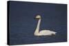 Whooper Swan (Cygnus Cygnus) Swimming, Iceland, Polar Regions-James-Stretched Canvas