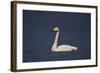 Whooper Swan (Cygnus Cygnus) Swimming, Iceland, Polar Regions-James-Framed Photographic Print