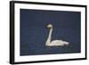 Whooper Swan (Cygnus Cygnus) Swimming, Iceland, Polar Regions-James-Framed Photographic Print