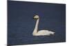 Whooper Swan (Cygnus Cygnus) Swimming, Iceland, Polar Regions-James-Mounted Photographic Print