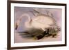 Whooper Swan, Cygnus Cygnus-Edward Lear-Framed Giclee Print