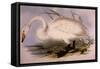 Whooper Swan, Cygnus Cygnus-Edward Lear-Framed Stretched Canvas