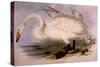 Whooper Swan, Cygnus Cygnus-Edward Lear-Stretched Canvas