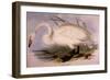 Whooper Swan, Cygnus Cygnus-Edward Lear-Framed Giclee Print